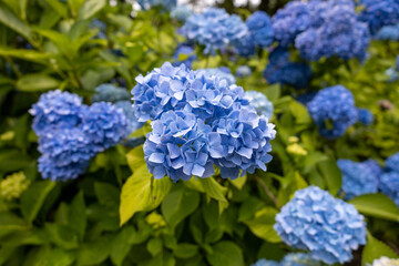 Hydrangea flowers