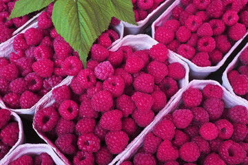 Green leaf on red raspberries ... 
