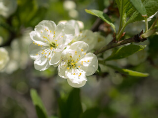 branches of a apple tree in spring closeup