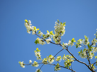 apple tree in spring