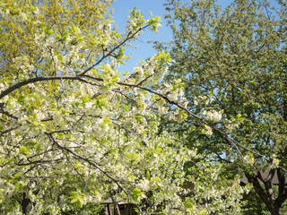 blossoming apple tree branches