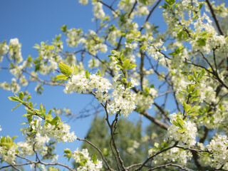 blossoming apple tree in spring