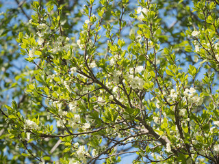 apple tree branches in the spring