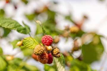 Strauch mit frischen Himbeeren im Garten