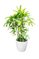 plant in a pot  include path