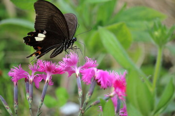 モンキアゲハとナデシコの花　（高知県　大豊町　八畝）