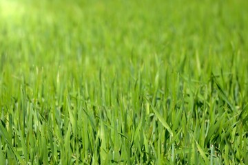Close-up of a field full of fresh green grass.