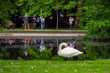 White swan posing for photographs on a bank of a pond in focus. Fans taking pictures of the bird...