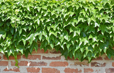 Climbing plants cover on the brick wall