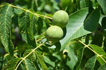 Walnut in the tree summer time