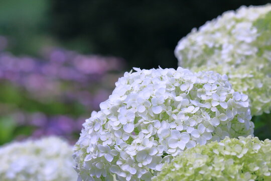 手毬 Images Browse 1 463 Stock Photos Vectors And Video Adobe Stock 手毬 Images Browse 1 463 Stock Photos Vectors And Video Adobe Stock