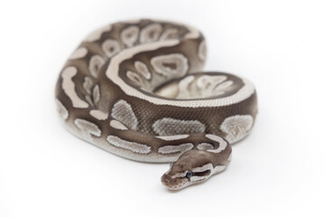 Isolated Fire Mojave Axanthic VPI  Python Snake