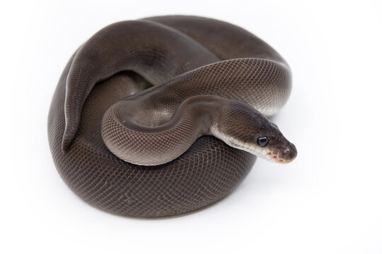 Isolated Black Pastel Cinnamon Pythons/ Eightball Snake