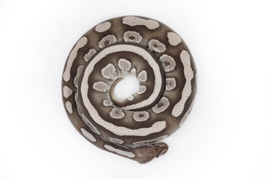 Isolated Fire Mojave Axanthic VPI  Python Snake