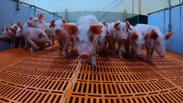 A pig farm with a large number of pigs. Modern agricultural pig farm