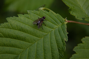 A big fly sits on a green young leaf