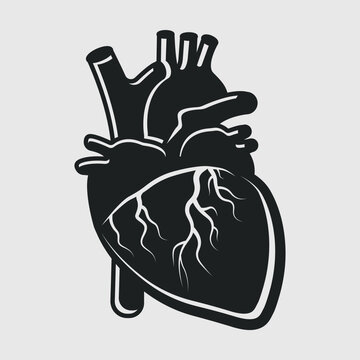 Realistic Heart Silhouette SVG Bundle Cut File, Anatomical Heart Svg, Cardiology Svg,