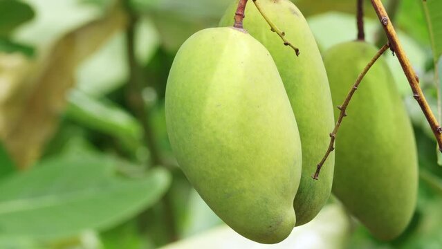 Close up of Green raw mango fruits on tree in the garden. organic green raw mangoes fruit hanging from a tree. 