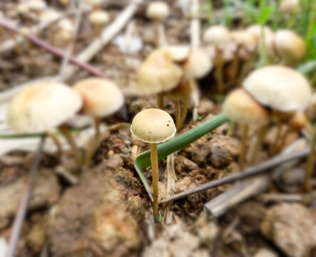 Mushrooms Conocybe Tenera on herbivore animal excrement, some species in this group are poisonous, single focus and others blur.