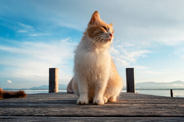 Portraits of a cat surrounded by nature. Different long-haired cats posing with a stunning sky and...