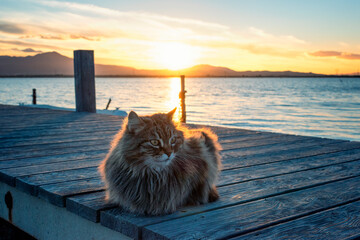 Portraits of a cat surrounded by nature. Different long-haired cats posing with a stunning sky and...