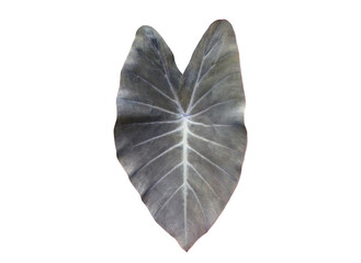 Isolated colocasis leaf or black magic elephant ear plant with clipping paths.