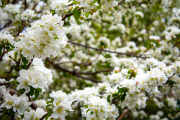 Beautiful Spring Nature background with Flowers Apple tree close up, soft focus. Branch with white Apple blossom on blurred garden background. Scenic natural Wallpaper or Web banner with copy space