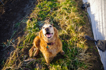 Happy farm dog golden retriever beside a row of covered crops in garden