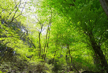 森の風景