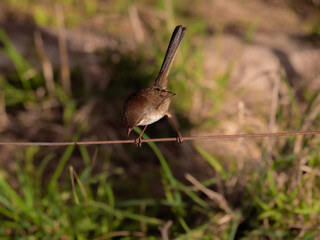Female Fairy Wren Head Down