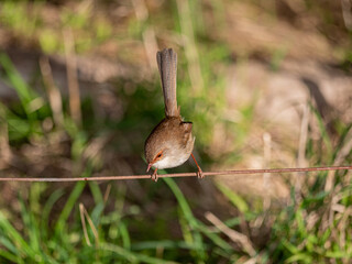 Female Fairy Wren Wire
