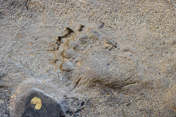 Footprint of a brown bear on the ground. Top view of a bear paw print on the ground in the wild.