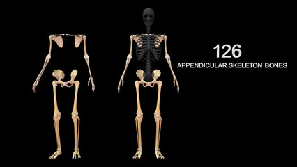 Human skeleton Upper limbs and Lower limbs bones anatomy 3d illustration