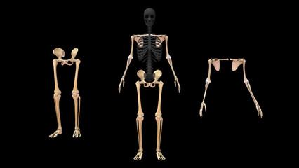 Human skeleton Upper limbs and Lower limbs bones anatomy 3d illustration