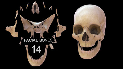 The human skull consists of 22 bones (or 29, including the inner ear bones and hyoid bone) which are mostly connected together by ossified joints, so called sutures. 