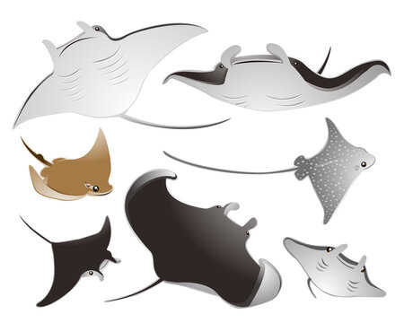 色んな種類のエイ