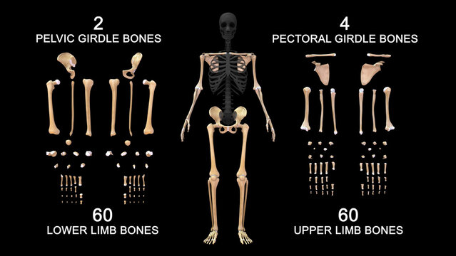 Appendicular skeleton bones in human skeletal system 3d illustration