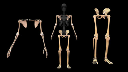 Upper limbs and Lower limbs in human skeletal system 3d illustration