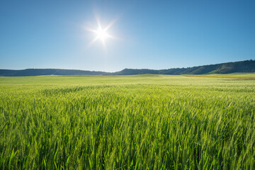 Green meadow of wheat