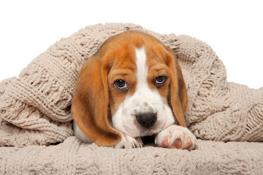 Beagle puppy is resting covered with a blanket