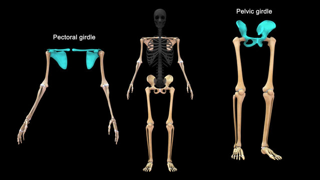 Human skeleton Pectoral girdle and Pelvic girdle bones anatomy 3d illustration