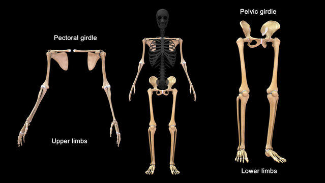 Upper and Lower limbs