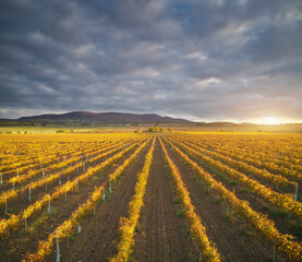 Vineyard field on the sunset.