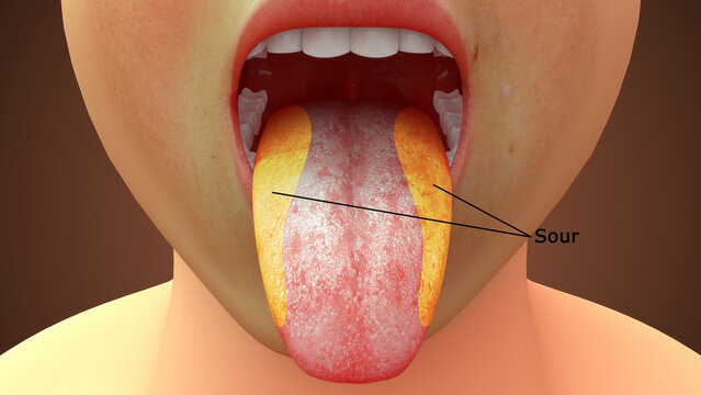 The tongue is a muscular organ in the mouth. The tongue is covered with moist, pink tissue called mucosa.