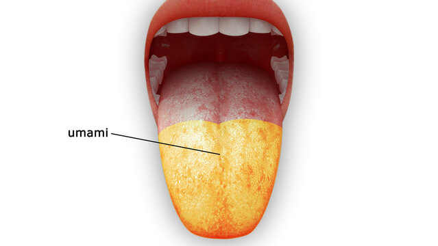 The tongue is a muscular organ in the mouth. The tongue is covered with moist, pink tissue called mucosa.