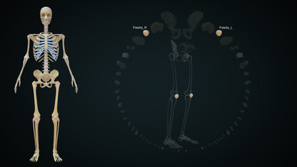 The patella is your kneecap. It's the bone at the front of your knee joint 3d illustration