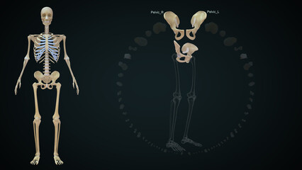 The bones of the lower limb are femur, pelvic girdle, tibia, patella, fibula and the bones present in the foot 3d illustration