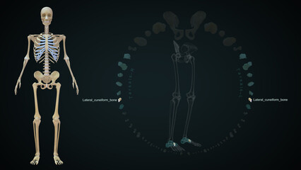 The medial cuneiform is one of the cuneiforms, it is the most medial in the distal row of tarsal bones 3d illustration