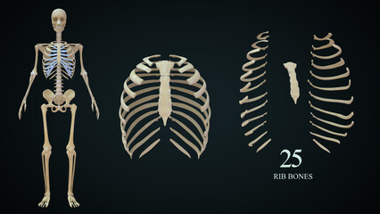 
The rib cage is an arrangement of bones in the thorax of all vertebrates except the lamprey. It is formed by the vertebral column, ribs, and sternum and encloses the heart and lungs
