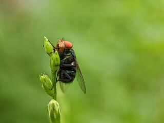 Close up of flower fly (Volucella pellucens)